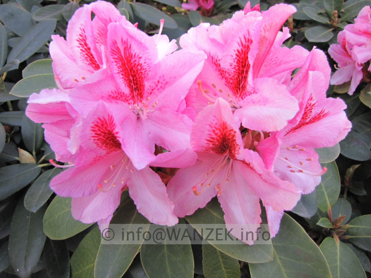 Rhododendron Furnivall's Daughter 04.JPG